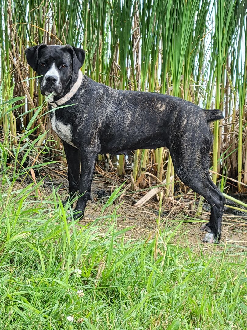Claire, an adoptable Cane Corso in Lake Odessa, MI, 48849 | Photo Image 3
