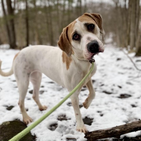 Maggie, an adoptable Hound & English Bulldog Mix in Middletown, NY_image-1