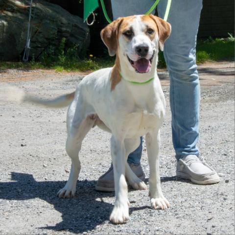 Maggie, an adoptable Hound & English Bulldog Mix in Middletown, NY_image-2