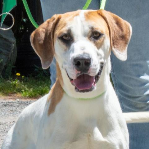 Maggie, an adoptable Hound & English Bulldog Mix in Middletown, NY_image-4