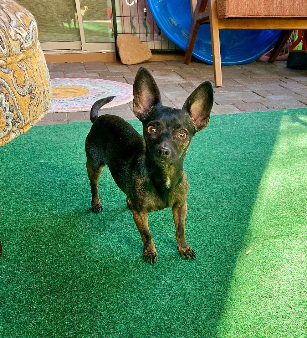 PepperCorn , an adoptable Chihuahua, Dachshund in Cave Creek, AZ, 85086 | Photo Image 2