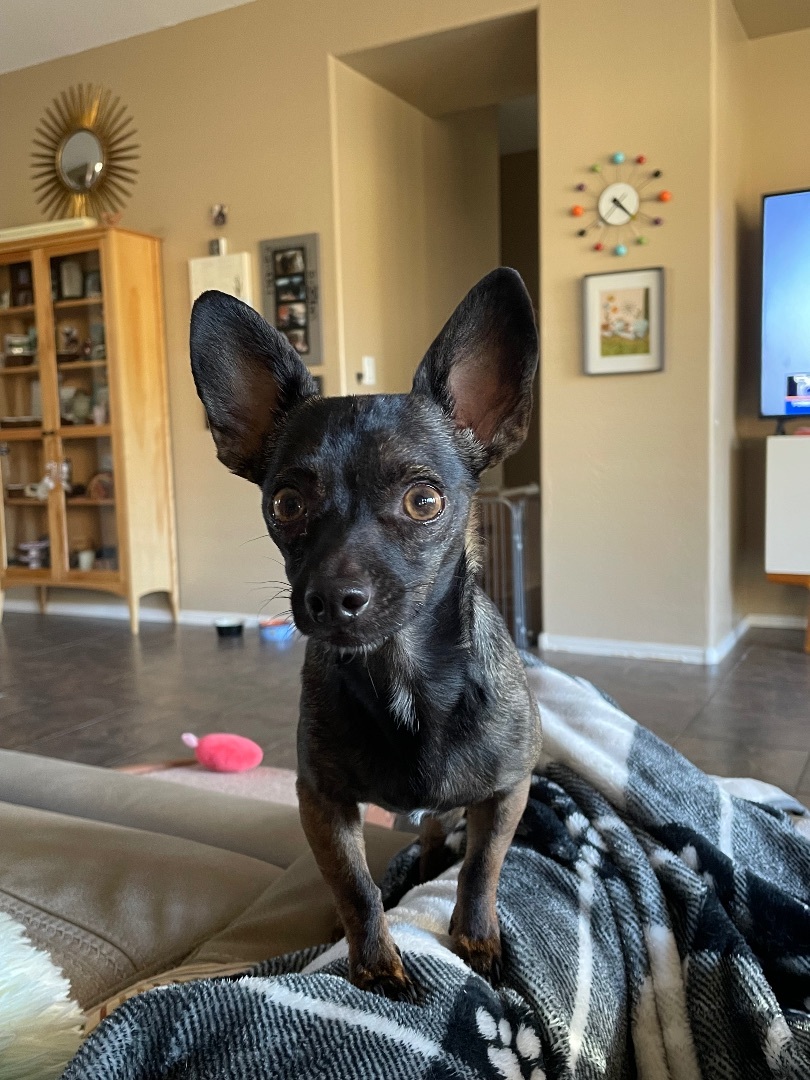 PepperCorn , an adoptable Chihuahua, Dachshund in Cave Creek, AZ, 85086 | Photo Image 4