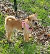 ROXY - WILL BE AVAILABLE ONCE SHE IS FULLY VETTED 