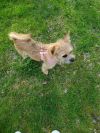 ROXY - WILL BE AVAILABLE ONCE SHE IS FULLY VETTED 