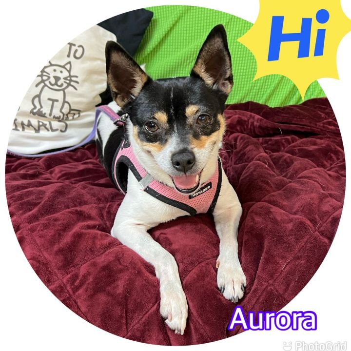 Aurora, an adoptable Rat Terrier in Hollywood, FL_image-1