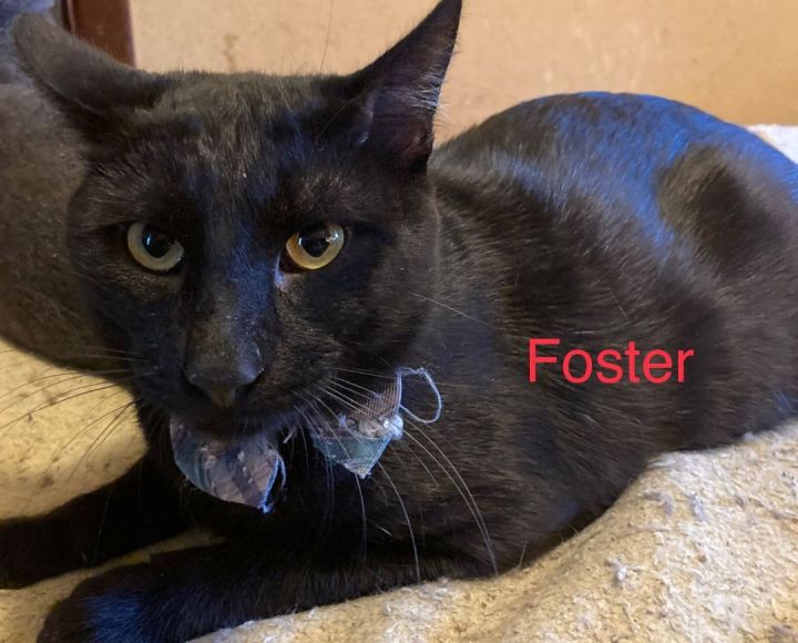 Foster, an adoptable Domestic Short Hair Mix in Newcastle, OK_image-1