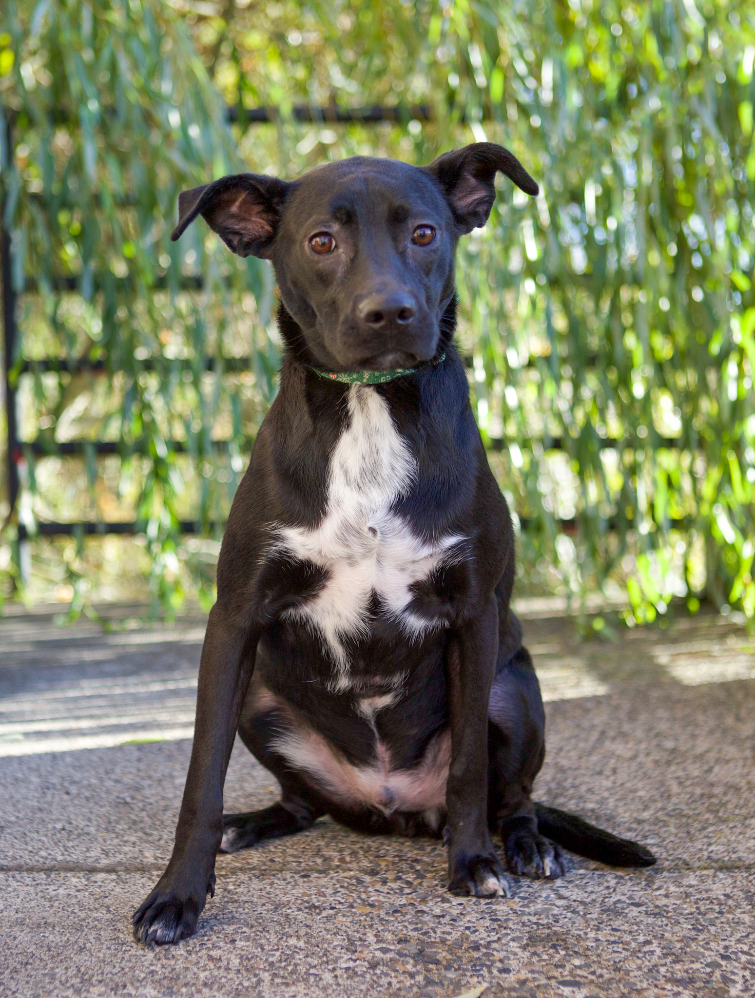 Malone, an adoptable Mixed Breed in Tualatin, OR, 97062 | Photo Image 1