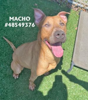 Macho