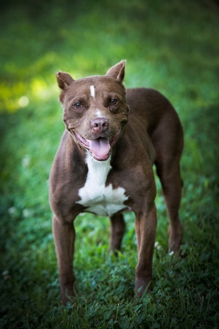 Adopt an american store bully