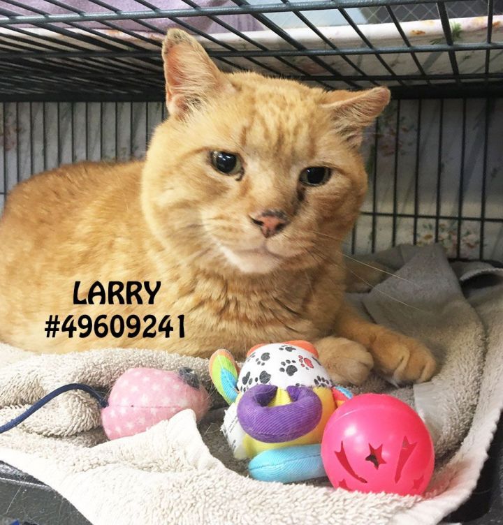 Larry , an adoptable Domestic Short Hair & Tabby Mix in Wilkes Barre, PA_image-1