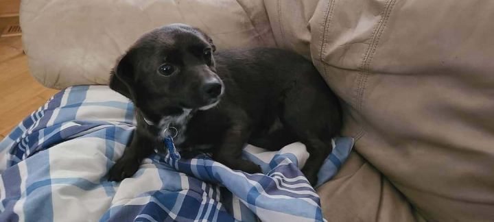 Tonk, an adoptable Chiweenie Mix in Maumee, OH_image-2