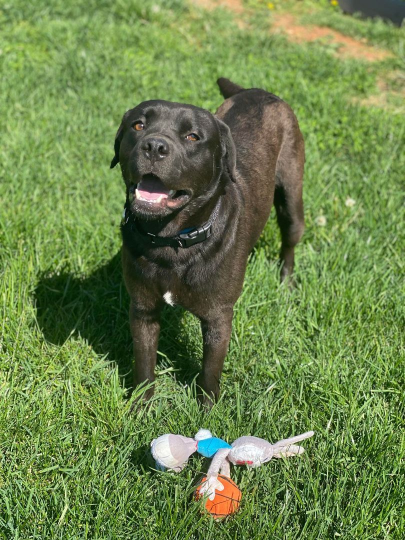 CJ, an adoptable Black Labrador Retriever in Springfield, MO, 65804 | Photo Image 1