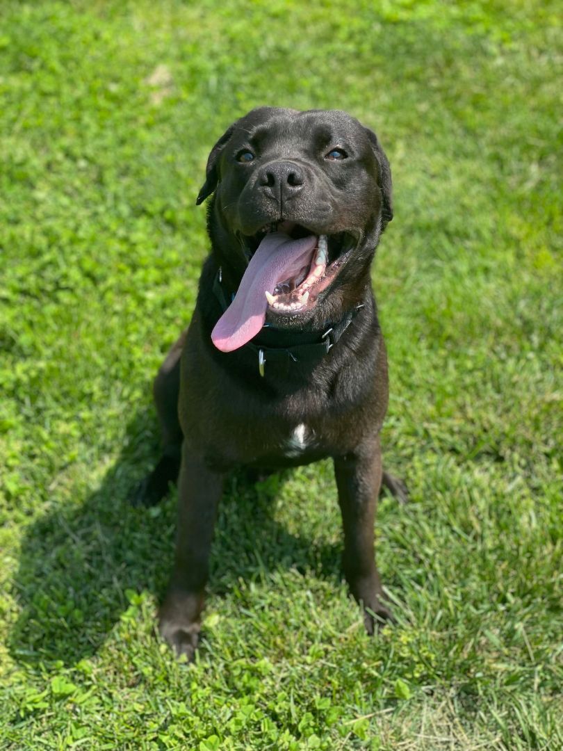 CJ, an adoptable Black Labrador Retriever in Springfield, MO, 65804 | Photo Image 2
