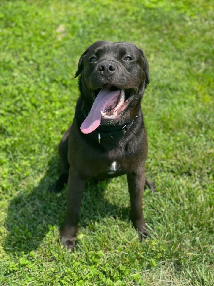 CJ, an adoptable Black Labrador Retriever Mix in Springfield, MO_image-2
