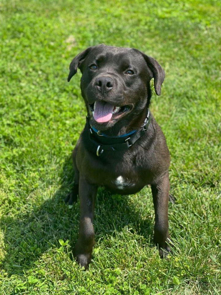 CJ, an adoptable Black Labrador Retriever Mix in Springfield, MO_image-3