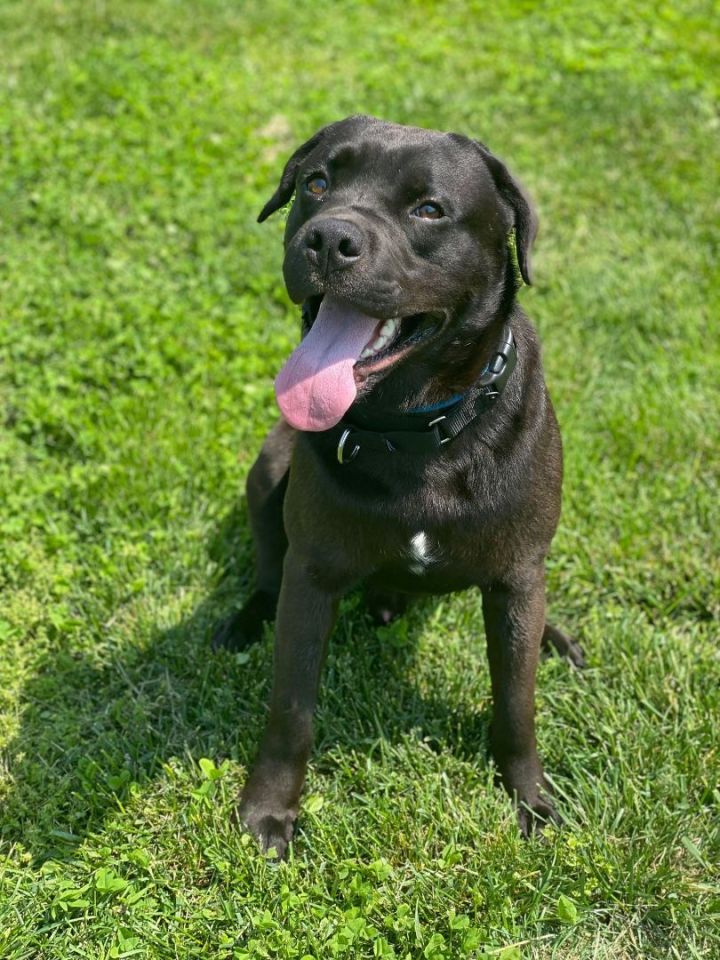 CJ, an adoptable Black Labrador Retriever Mix in Springfield, MO_image-4