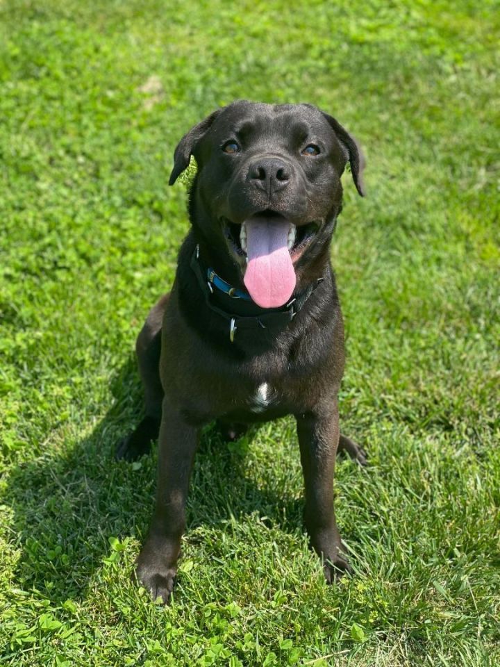 CJ, an adoptable Black Labrador Retriever Mix in Springfield, MO_image-5