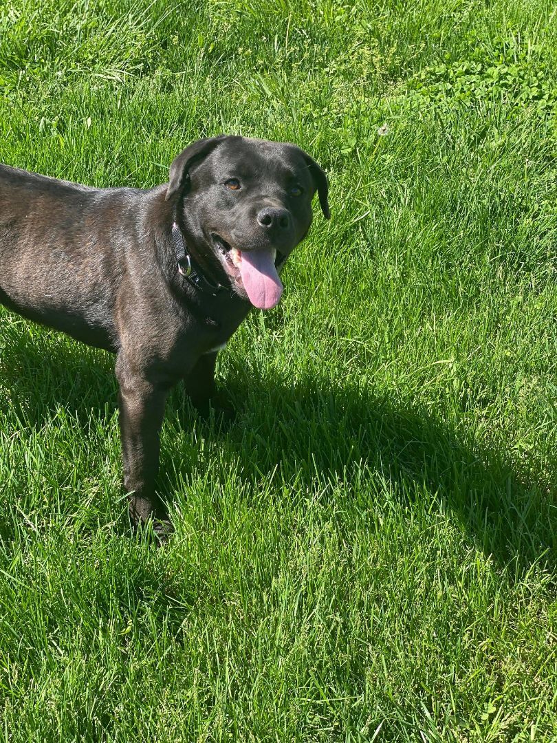 CJ, an adoptable Black Labrador Retriever in Springfield, MO, 65804 | Photo Image 6