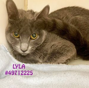 Lyla