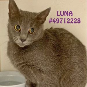 Luna