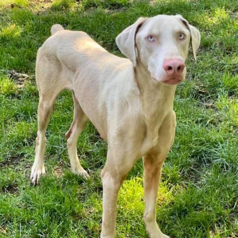 7660 Hank - I'm a SSNAP Dog, an adoptable Doberman Pinscher in Sandown, NH, 03873 | Photo Image 1