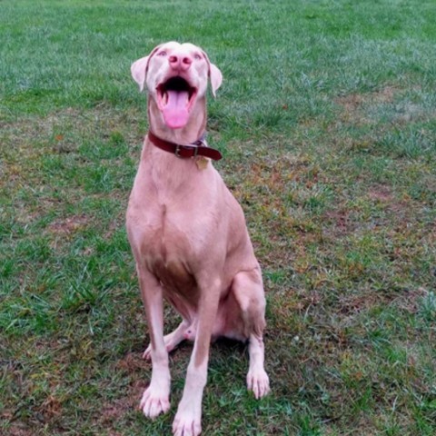 7660 Hank - I'm a SSNAP Dog, an adoptable Doberman Pinscher in Sandown, NH, 03873 | Photo Image 2