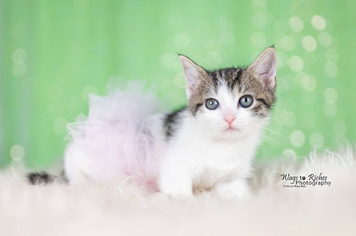 Piper Lou, an adopted Domestic Short Hair in Huntsville, AL_image-1