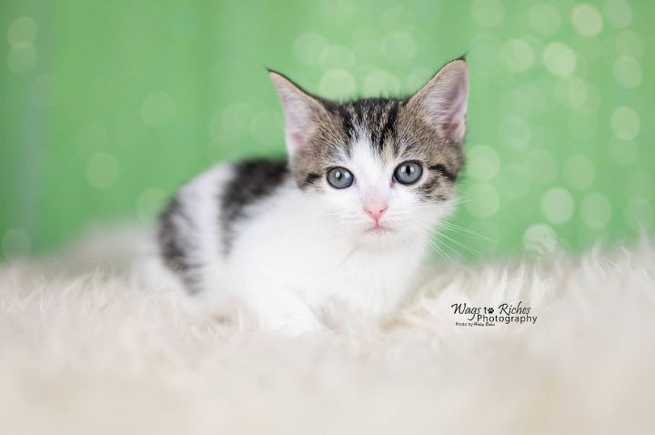 Piper Lou, an adopted Domestic Short Hair in Huntsville, AL_image-2