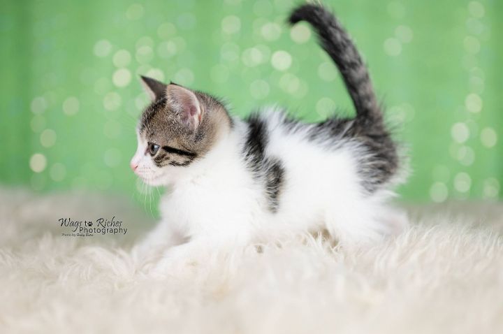 Piper Lou, an adopted Domestic Short Hair in Huntsville, AL_image-4