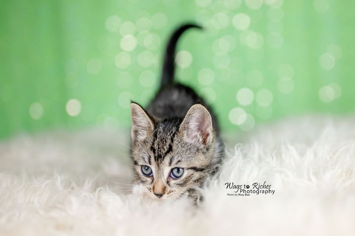 Pepper Lou, an adopted Domestic Short Hair in Huntsville, AL_image-1