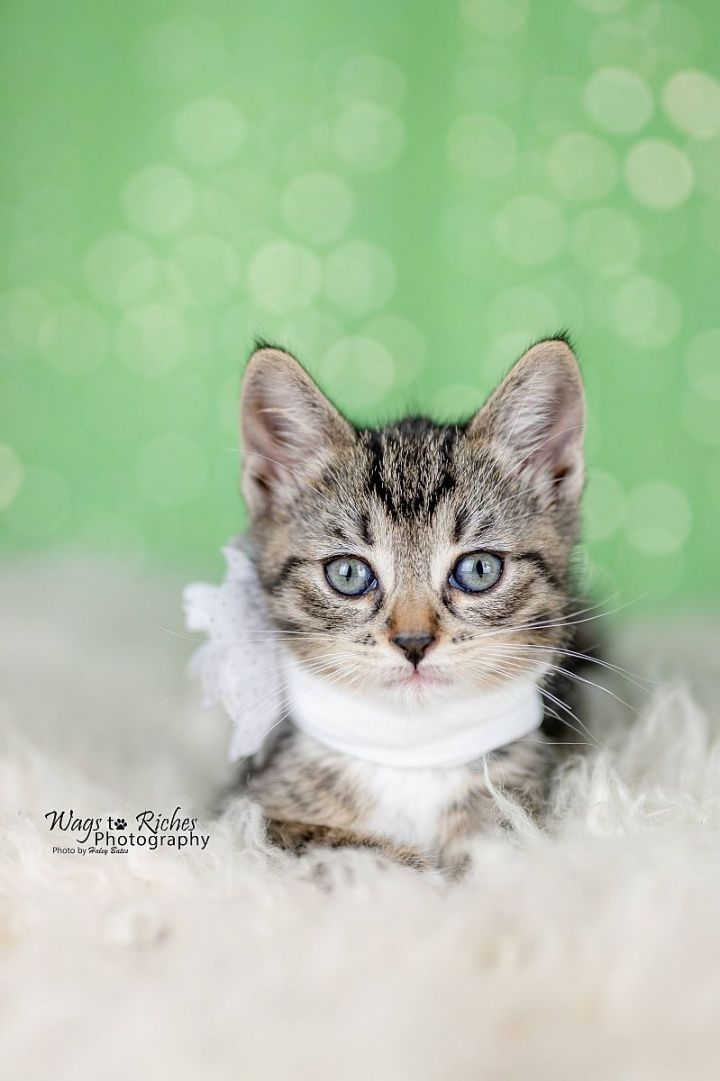 Pepper Lou, an adopted Domestic Short Hair in Huntsville, AL_image-2