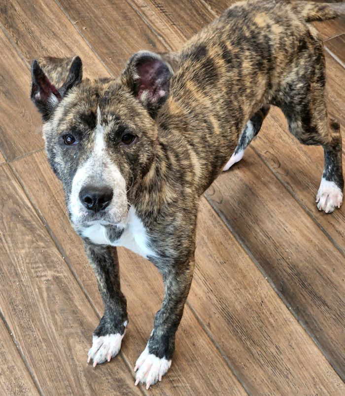 Hyacinth, an adoptable Mountain Cur in Okatie, SC, 29909 | Photo Image 2