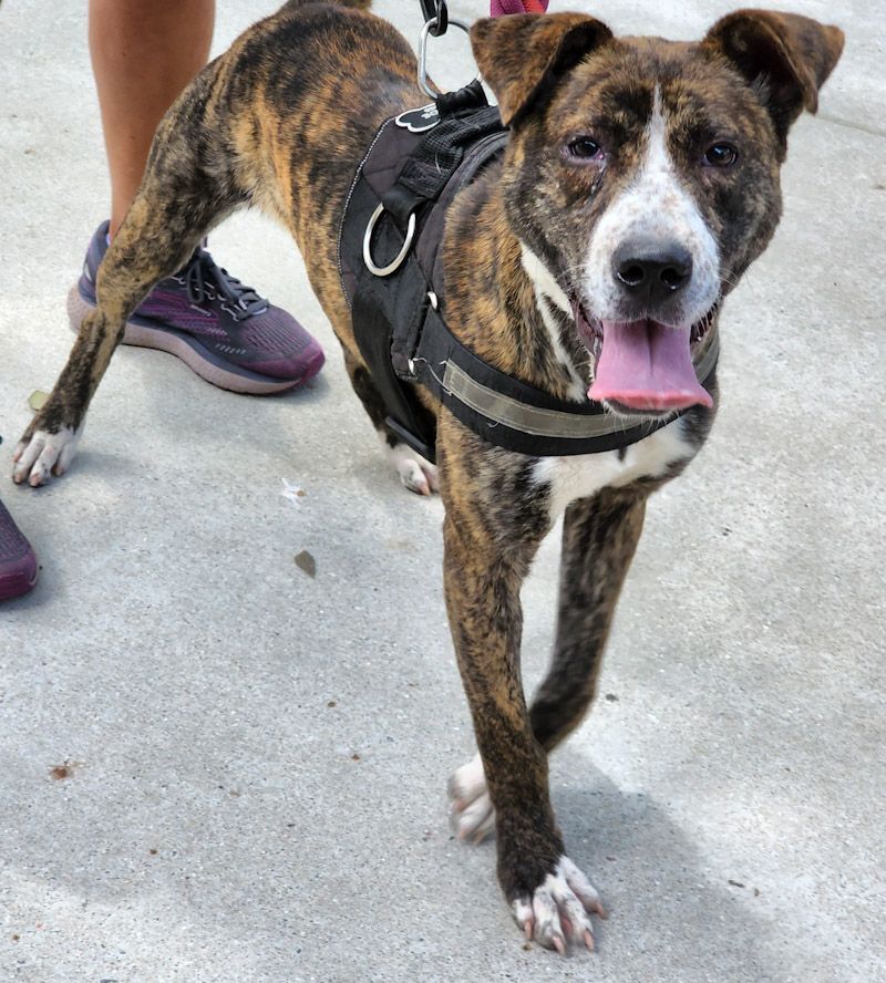 Hyacinth, an adoptable Mountain Cur in Okatie, SC, 29909 | Photo Image 3