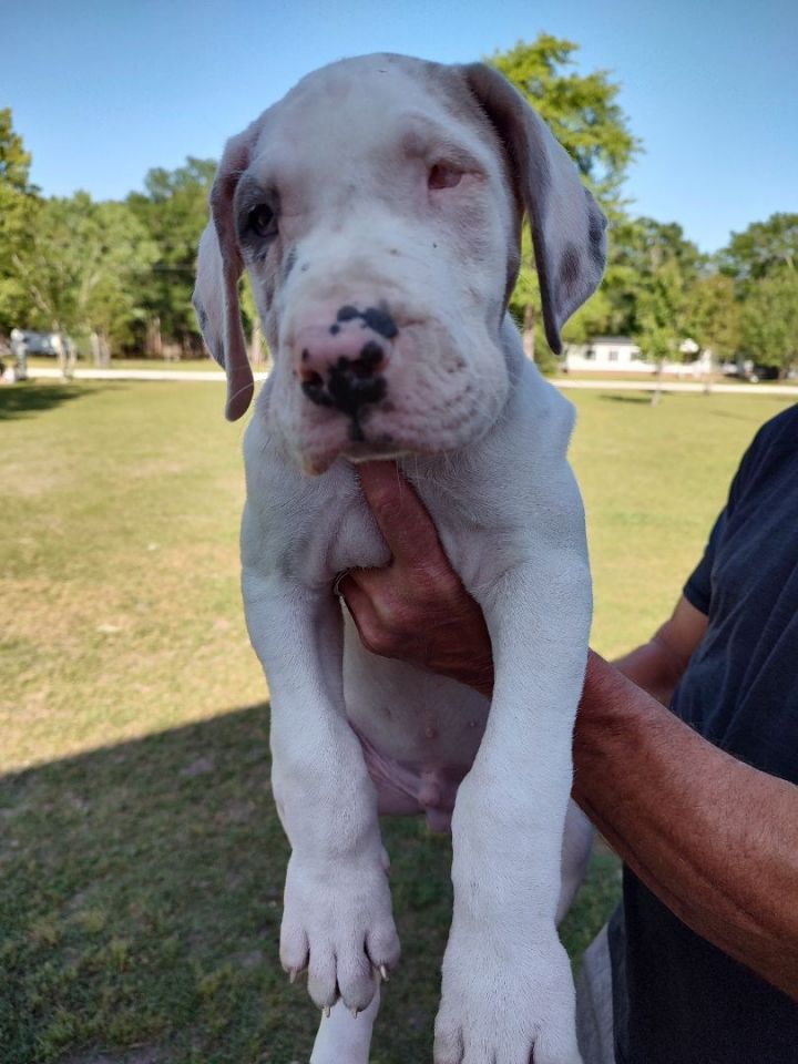 ****Special needs great Dane puppies!!!!! 4