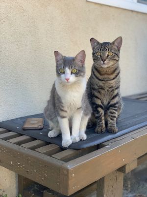 Princessa and Neru *COURTESY POST kittens  Domestic Short Hair Cat