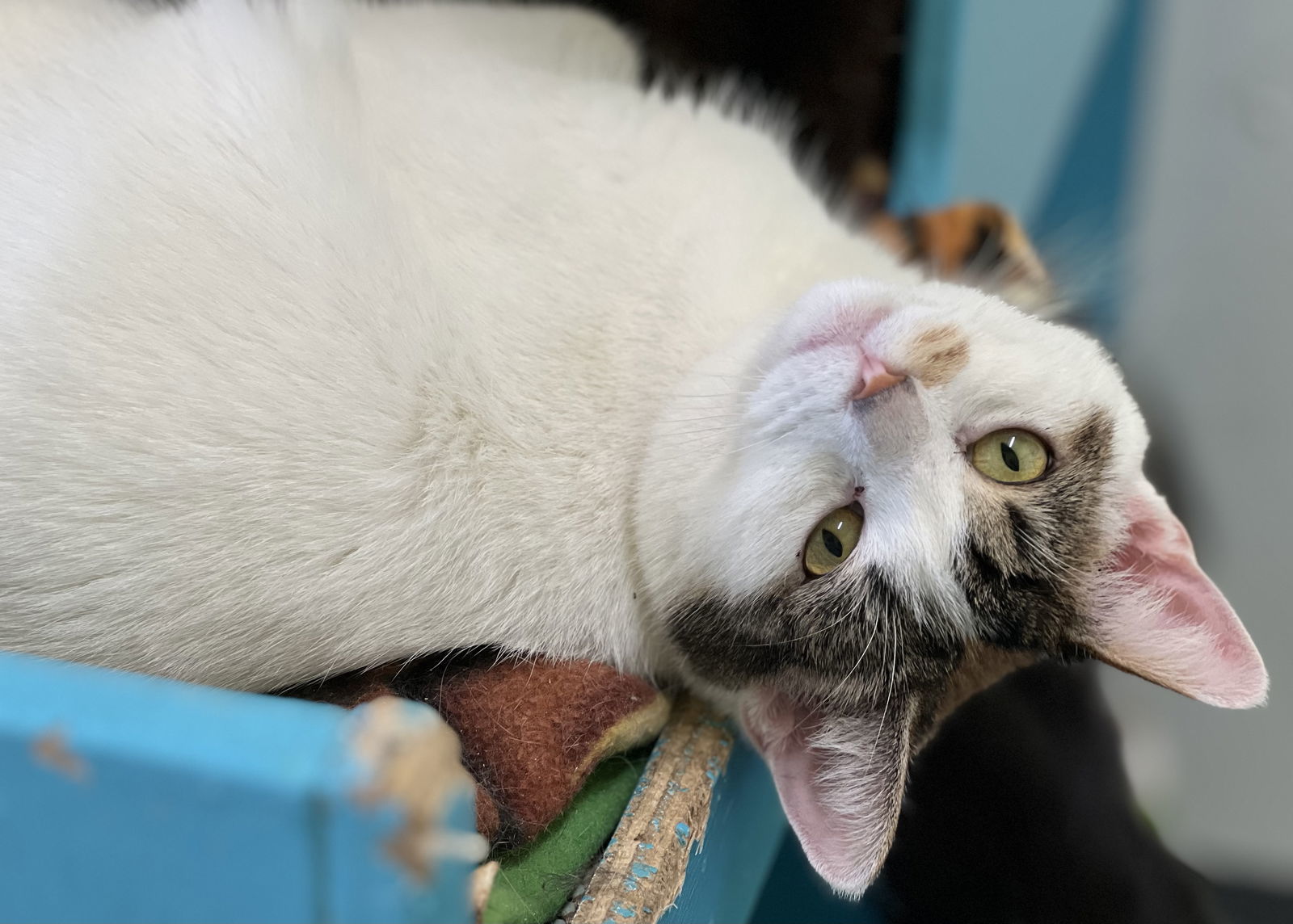 Mary Anne, an adoptable Domestic Short Hair in Estherville, IA, 51334 | Photo Image 1