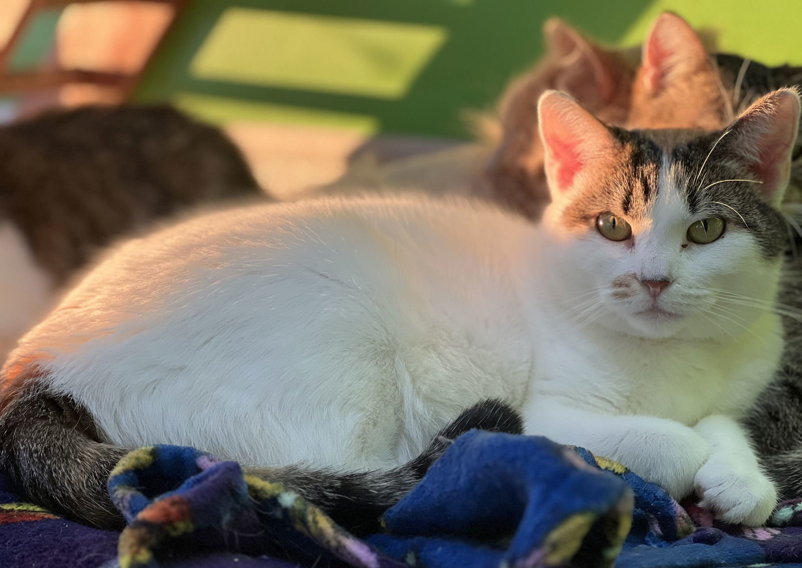 Mary Anne, an adoptable Domestic Short Hair in Estherville, IA, 51334 | Photo Image 3