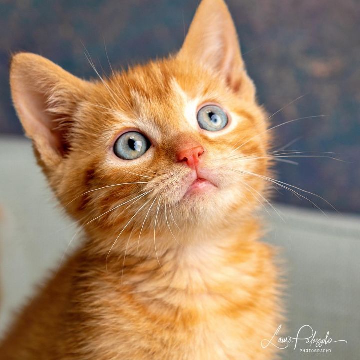 Jessie, an adopted Domestic Short Hair in Lexington, KY_image-1
