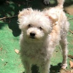 TWIGGY BONDED TO PEPPIN