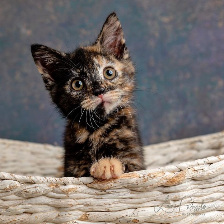 Willow, an adopted Domestic Short Hair in Lexington, KY_image-1