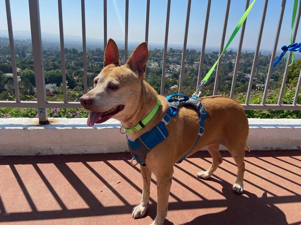 Lola, an adoptable Mixed Breed in San Diego, CA, 92103 | Photo Image 1