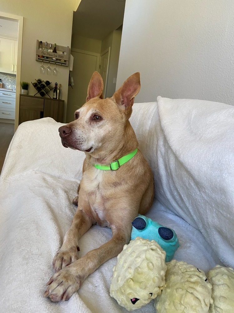 Lola, an adoptable Mixed Breed in San Diego, CA, 92103 | Photo Image 4