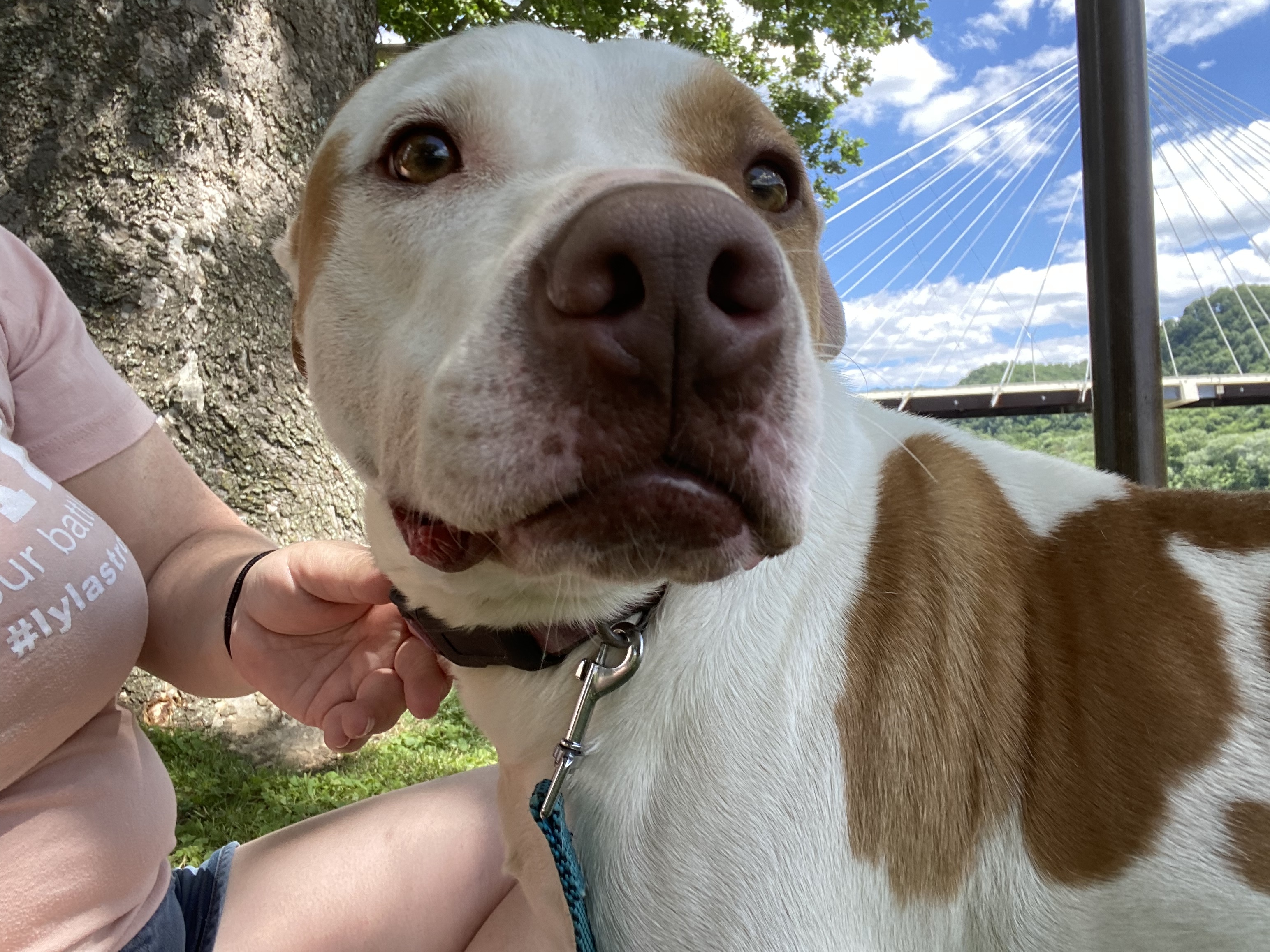 Jax, an adoptable Pit Bull Terrier in Lewis Center, OH, 43035 | Photo Image 3