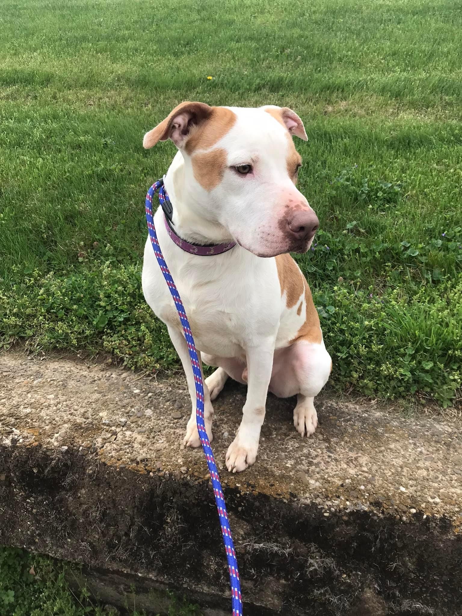 Jax, an adoptable Pit Bull Terrier in Lewis Center, OH, 43035 | Photo Image 4