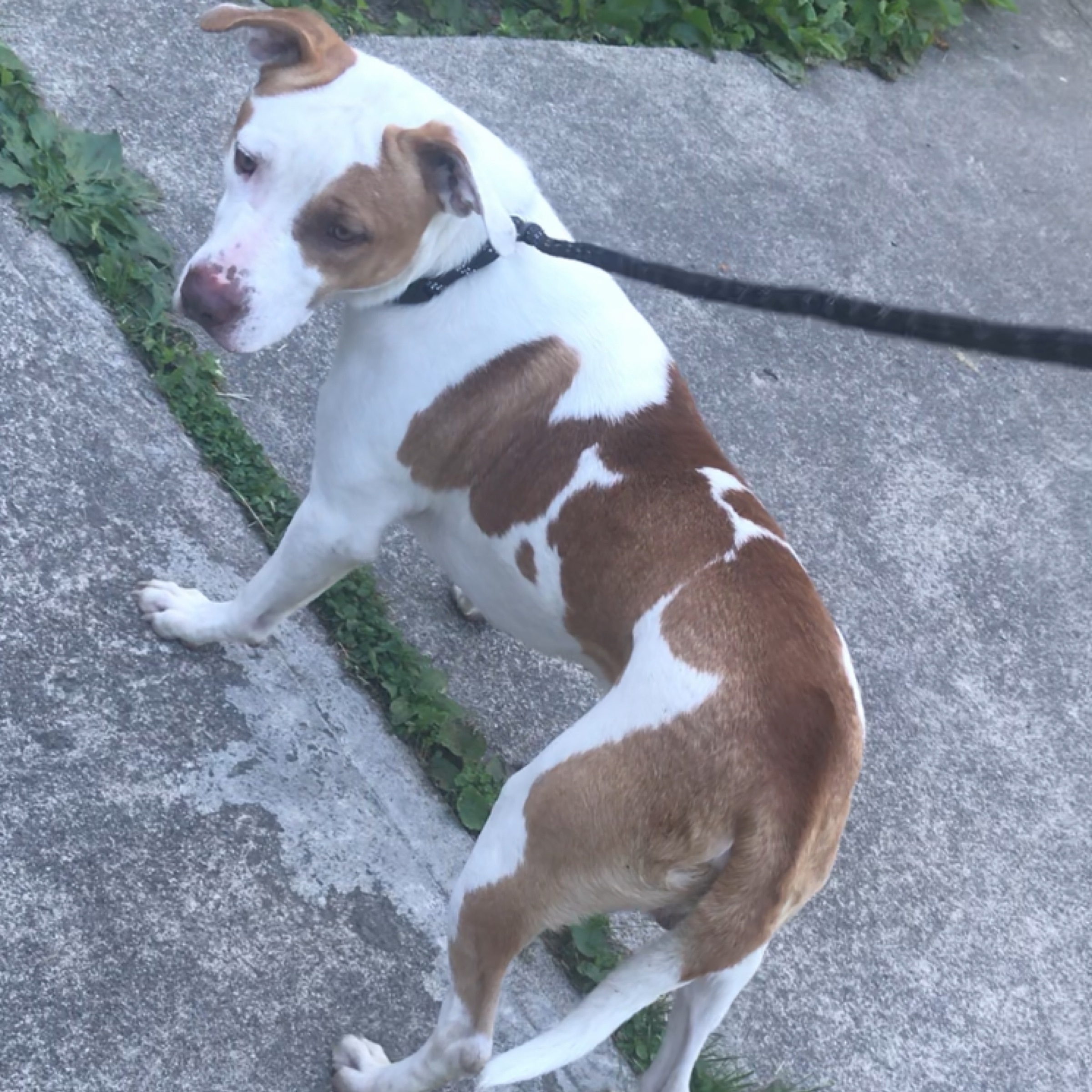 Jax, an adoptable Pit Bull Terrier in Lewis Center, OH, 43035 | Photo Image 6