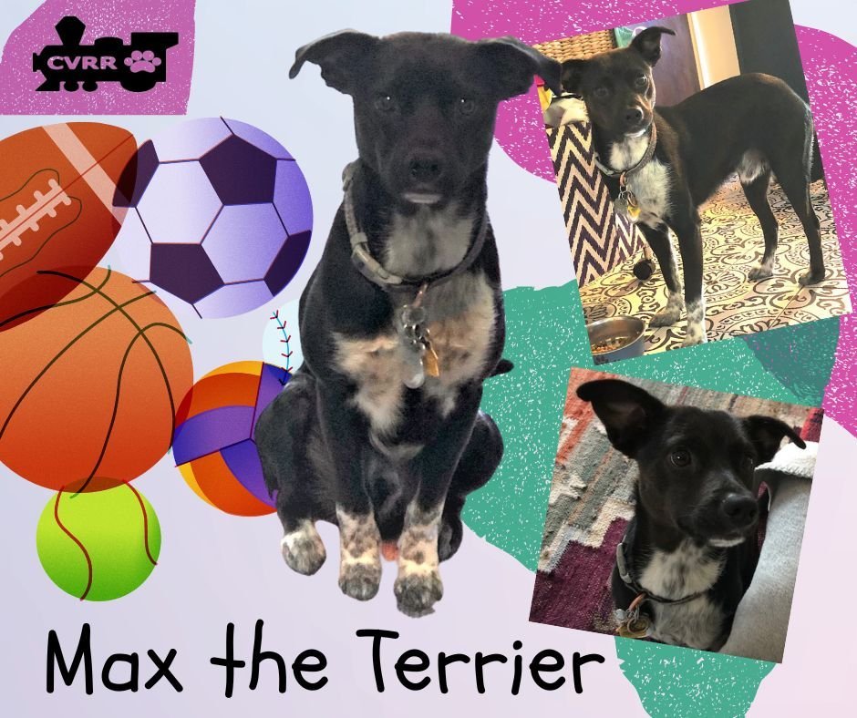 Max the Terrier