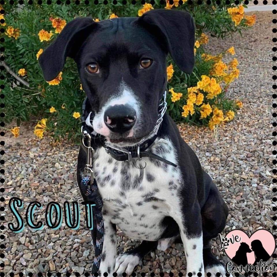 Scout