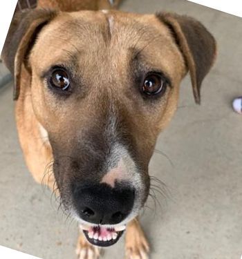 Will , an adoptable Labrador Retriever in Portsmouth, OH, 45662 | Photo Image 1