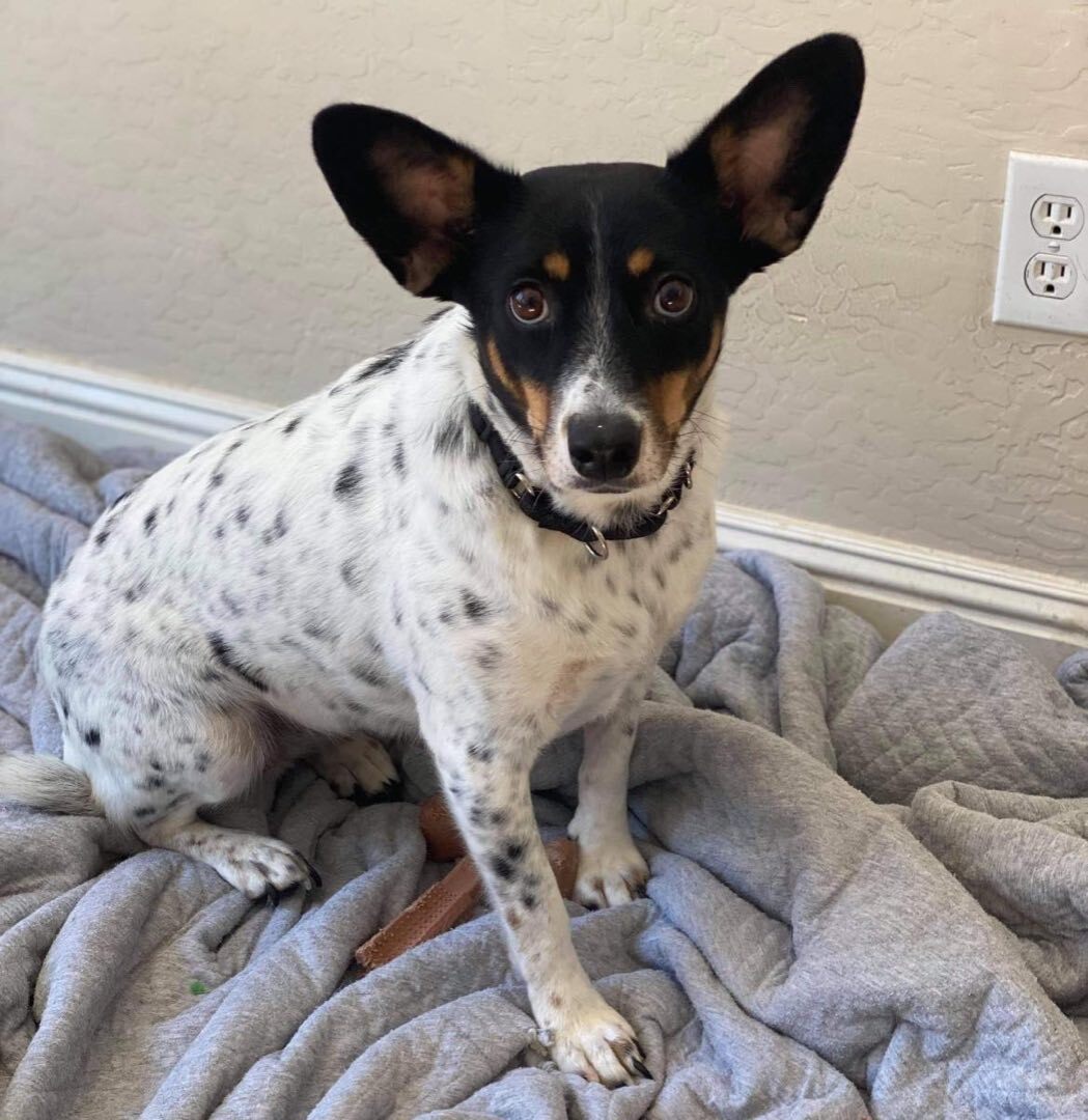 Phoenix, an adoptable Cattle Dog in Gilbert, AZ, 85298 | Photo Image 1