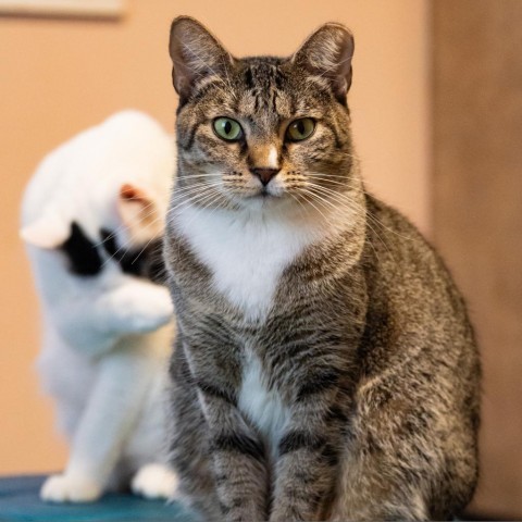 Divya, an adoptable Domestic Short Hair in Port Richey, FL, 34668 | Photo Image 1